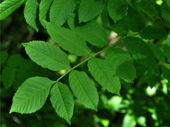 Ask (Fraxinus excelsior)