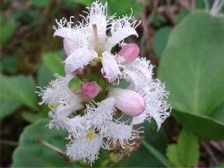 Bukkeblad (Menyanthes trifoliata)