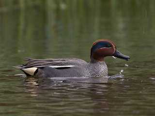 Krikkand (Anas crecca) Krikkand (Anas crecca)