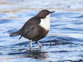 Fossekall (Cinclus cinclus)