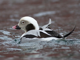 Havelle (Clangula hyemalis)