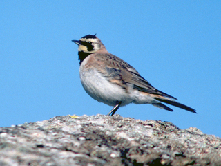 Fjellerke (Eremophila alpestris) Fjellerke (Eremophila alpestris)