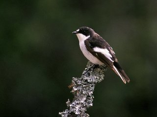 Svarthvit fluesnapper (Ficedula hypoleuca) Svarthvit fluesnapper (Ficedula hypoleuca)