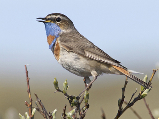 Blåstrupe (Luscinia svecica) Blåstrupe (Luscinia svecica)