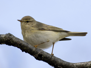 Løvsanger (Phylloscopus trochilus) Løvsanger (Phylloscopus trochilus)