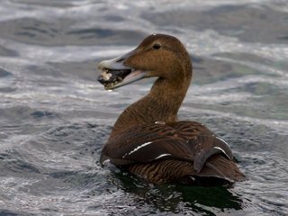 Ærfugl (Somateria mollissima) Ærfugl (Somateria mollissima)