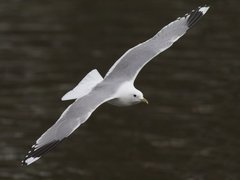 Fiskemåke (Larus canus)