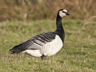 Hvitkinngås (Branta leucopsis)