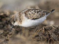 Dvergsnipe (Calidris minuta)