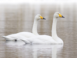 Sangsvane (Cygnus cygnus) Sangsvane (Cygnus cygnus)