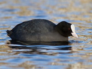 Sothøne (Fulica atra) Sothøne (Fulica atra)