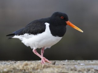 Tjeld (Haematopus ostralegus)