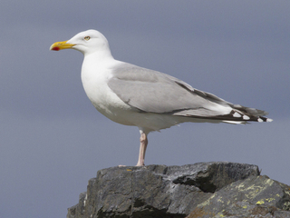 Gråmåke (Larus argentatus) Gråmåke (Larus argentatus)