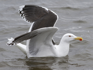 Svartbak (Larus marinus) Svartbak (Larus marinus)