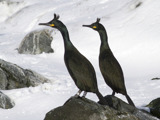 Toppskarv (Phalacrocorax aristotelis)