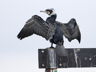 Storskarv (Phalacrocorax carbo) Storskarv (Phalacrocorax carbo)