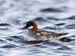 Svømmesnipe (Phalaropus lobatus)