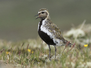 Heilo (Pluvialis apricaria) Heilo (Pluvialis apricaria)