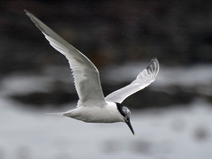 Splitterne (Thalasseus sandvicensis)