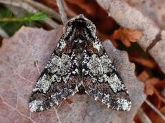 Eikelurvemåler (Biston strataria)