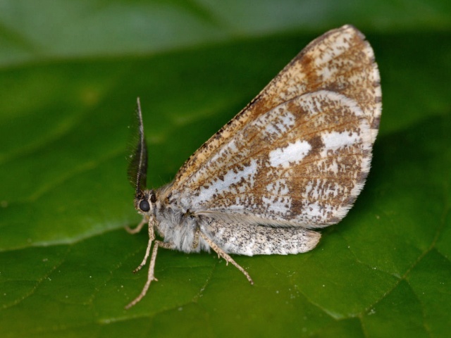 Furumåler (Bupalus piniaria)