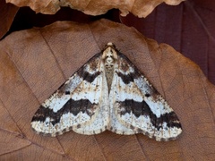 Stor frostmåler (Erannis defoliaria)