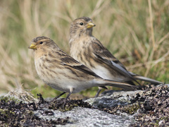 Bergirisk (Carduelis flavirostris)