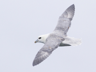 Havhest (Fulmarus glacialis) Havhest (Fulmarus glacialis)