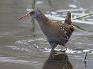 Vannrikse (Rallus aquaticus) Vannrikse (Rallus aquaticus)