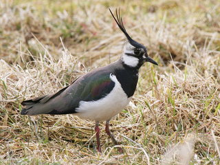 Vipe (Vanellus vanellus) Vipe (Vanellus vanellus)