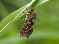 Bregneroteter (Korscheltellus fusconebulosa)