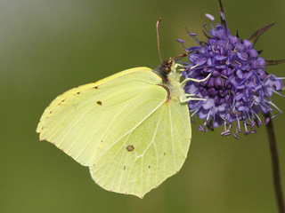 Sitronsommerfugl (Gonepteryx rhamni)