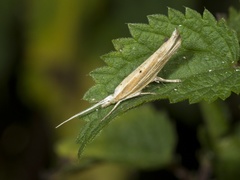 Ypsolopha nemorella