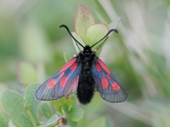 Fjellbloddråpesvermer (Zygaena exulans)