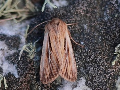 Kommagressfly (Leucania comma)