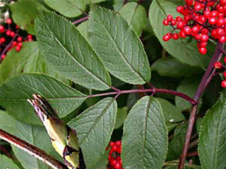 Rødhyll (Sambucus racemosa) Rødhyll (Sambucus racemosa)