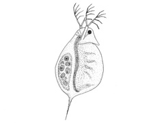 Dafnier (Daphnia)