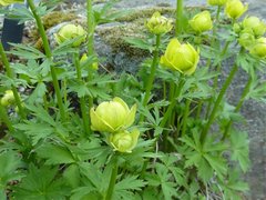 Ballblom (Trollius europaeus)