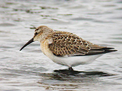 Tundrasnipe (Calidris ferruginea)