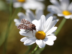 Røsslyngfly (Lycophotia porphyrea)