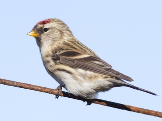 Gråsisik (Carduelis flammea)