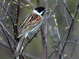 Sivspurv (Emberiza schoeniclus) Sivspurv (Emberiza schoeniclus)