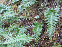 Sisselrot (Polypodium vulgare)