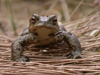 Padde (Bufo bufo) Padde (Bufo bufo)