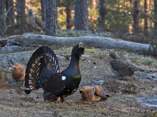 Storfugl (Tetrao urogallus) Storfugl (Tetrao urogallus)