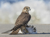 Dvergfalk (Falco columbarius)