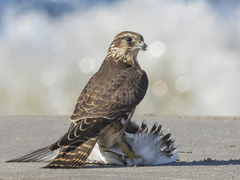 Dvergfalk (Falco columbarius)