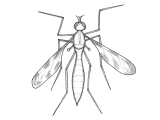 Stankelbein (Tipulidae)