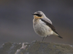 Steinskvett (Oenanthe oenanthe)