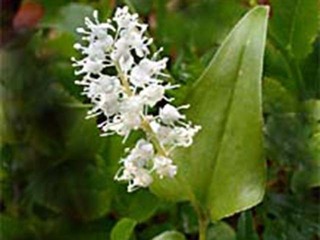 Maiblom (Maianthemum bifolium)